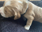 puppy