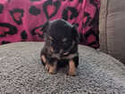 Puppy