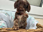 Puppy