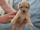 Puppy