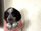Puppy