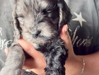 puppy
