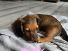 puppy