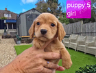 puppy