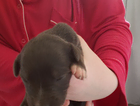 puppy