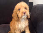 Puppy