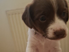 puppy