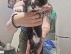 kitten