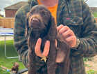 Puppy