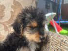 Puppy