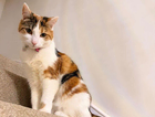 Nala - Missing Cat