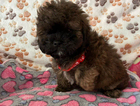 puppy