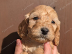 puppy
