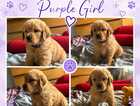 Puppy