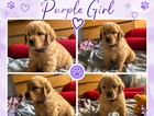 purple collar girl