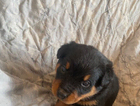 puppy