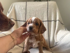 puppy
