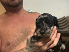 puppy