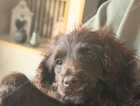 Puppy