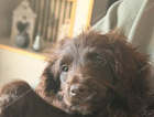 puppy