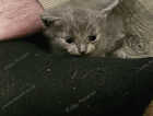 Kitten