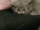 kitten