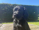 Puppy