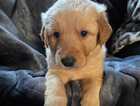 Puppy