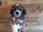 puppy