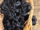 Puppy