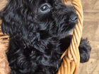 puppy