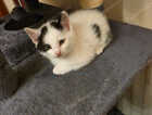 Kitten