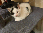 kitten