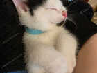 Kitten