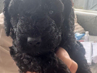puppy