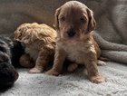 puppy