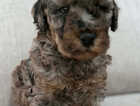 Puppy