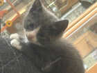 Kitten