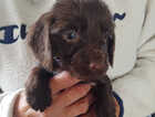 Puppy