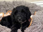 Puppy