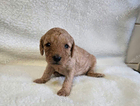 puppy