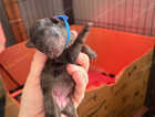 Puppy