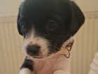 Puppy