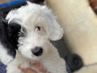 Puppy