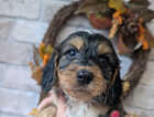 Puppy