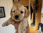 Puppy