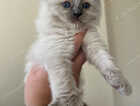Kitten