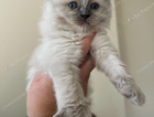 kitten
