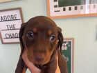 Puppy