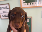 puppy